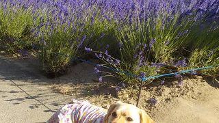 ラベンダーを見に