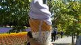 ラベンダーソフト