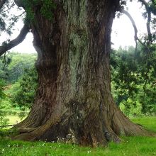 22メートル以上ある根元