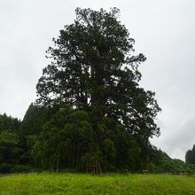 高さ50メートルの大杉