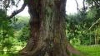 どっしりした根元は見事です（杉沢の大杉）