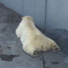 暑さでだらけているシロクマさん