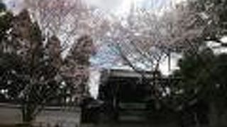 桜が綺麗でした