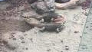 日本最大級の爬虫類動物園