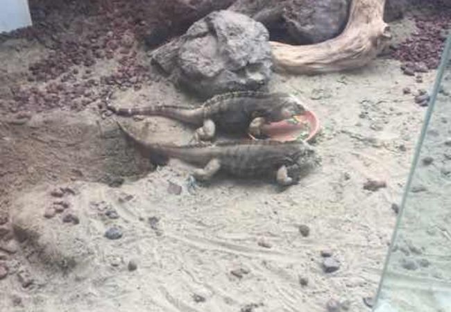 体感型動物園 Izoo クチコミ アクセス 営業時間 河津温泉郷 今井浜 フォートラベル