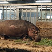 カバのザンがお食事中。