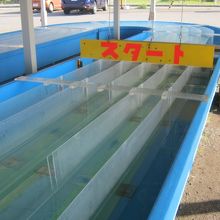 烏賊様レースコースの様子