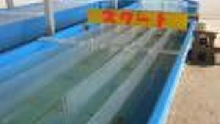 名物の烏賊様レース、開催が年々困難になりつつあります