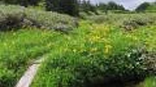 ニッコウキスゲ