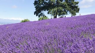 ラベンダー園　「幌見峠」（ほろみとうげ）　中央区盤渓