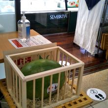 ゴジラのたまご