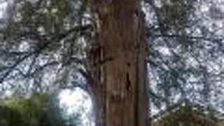 樹齢600年の天然記念物