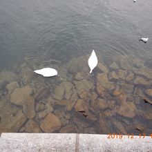 水辺の白鳥！！　水が澄んでいて綺麗です・・・