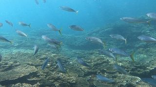 気軽に安全に泳げる