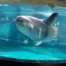 ふぐがいっぱい By Jio 下関市立しものせき水族館 海響館のクチコミ フォートラベル ふぐがいっぱい By Jio 下関市立しものせき水族館 海響館のクチコミ フォートラベル