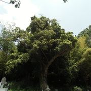 墓地奥の斜面に聳える、東京都天然記念物の大木