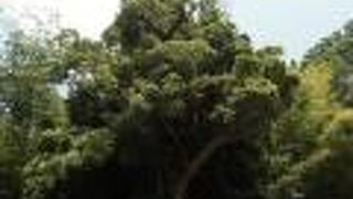 墓地奥の斜面に聳える、東京都天然記念物の大木