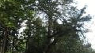 樹高２４．４５ｍ、多摩地域最大のカヤ