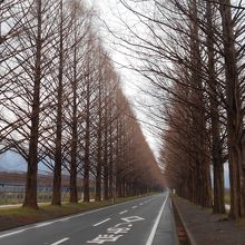 どこまでも続くメタセコイア並木