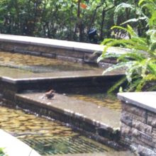 可愛らしいすずめの水浴び