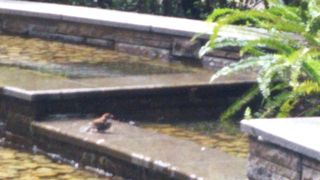 すずめの水浴び