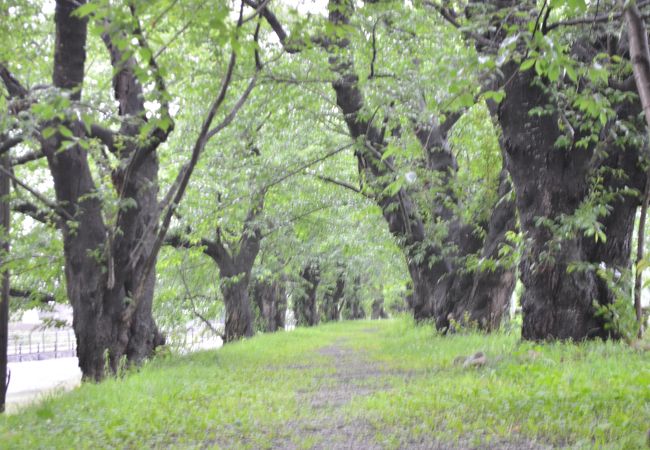角館の枝垂桜 クチコミ アクセス 営業時間 角館 フォートラベル