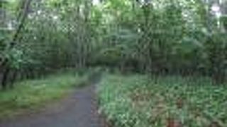 釧路湿原遊歩道