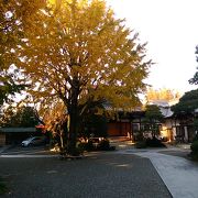 紅葉が進んでいたイチョウが最高にきれいでした。