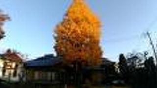 夕陽に当たっていたイチョウの大木の黄色がとても鮮やか