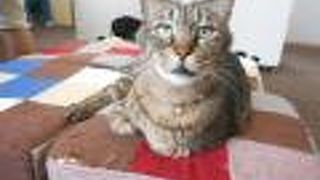 猫とハリネズミのカフェ チェリッシュ