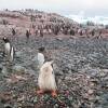 ペンギンが溢れるほど周りにいて、ペンギンを避けて歩かなければならない島だった