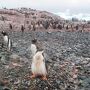 クーバービル島のジェンツーペンギンと流氷