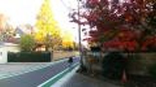 紅葉が進んでいた植木