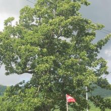 盛夏の駒止めのナラの様子