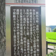 こちらの解説がより詳細でこの木の価値がよく解りますね！