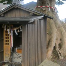 根元の脇に小さな祠も建ち、信仰の対象となっています