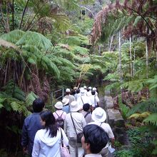 ラバチューブに向かう道　