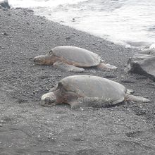 沢山のホヌが訪れています