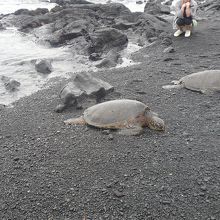 黒砂海岸のホヌ