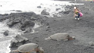 家族四人で訪れた黒砂海岸でホヌに出会った!!