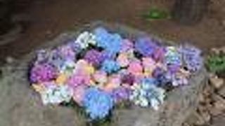 初めて行われた花手水