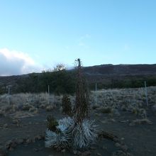 銀剣草とマウナケア方面景色