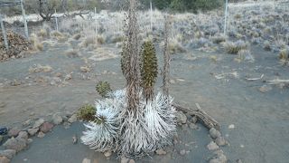銀剣草が見れるマウナケア山頂ツアーで立ち寄るオニヅカビジターセンターです!!