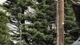 ヒマラヤ杉、今も健在！！