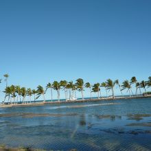 海岸線に並ぶ椰子の木