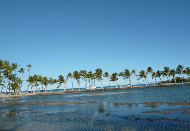 ハワイ島で定点撮影を続けているアナエホマル・ベイ・ビーチ、椰子の木が並ぶ頃の風景!!
