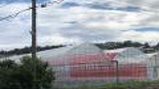 鎌倉観光いちご園