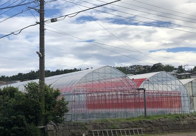 鎌倉観光いちご園