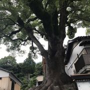 樹齢８００年の大クスノキが見事です