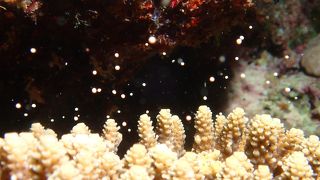 初真栄田岬で、サンゴの産卵を初めてみました！